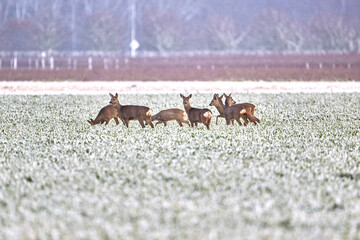 deer in the snow © Duvekot Fotografie