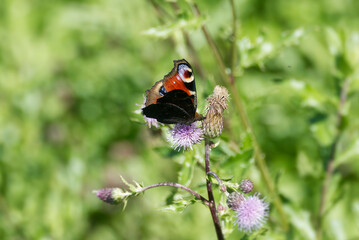 European peacock butterfly (Aglais io) sitting on pink flower in Zurich, Switzerland