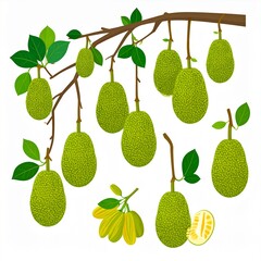 Ripe jackfruit hanging from tree branches with green leaves isolated