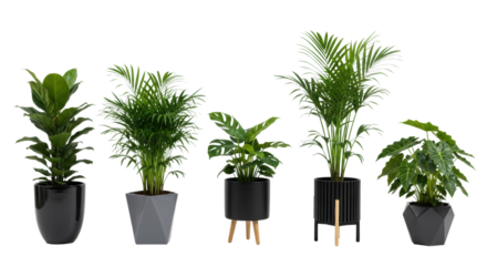 Five distinct indoor potted plants, like Areca palm, Monstera, and Ficus lyrata, in modern pots on a bright white studio background with copy space, ideal for interior design concept