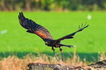 Obraz premium We train Harris falcons to fly in order to take photographs.