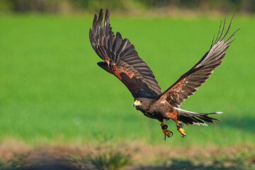 Fototapeta premium We train Harris falcons to fly in order to take photographs.