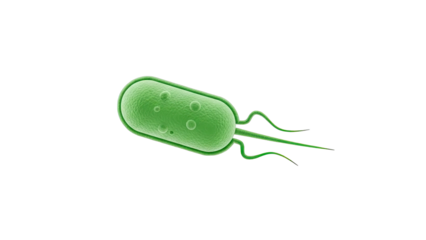 Green Bacterium with Flagella