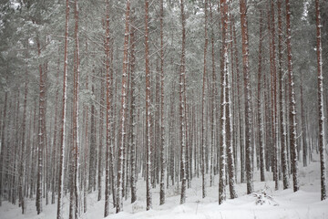 Fototapeta premium Snow-covered pine forest during winter snowfall. Tall, straight trunks create a calm, minimalist natural pattern, evoking silence, cold climate, and tranquil wilderness scenery