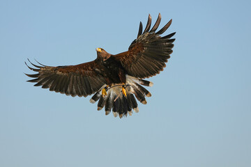 Fototapeta premium We train Harris falcons to fly in order to take photographs.