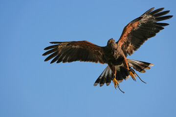 Obraz premium We train Harris falcons to fly in order to take photographs.