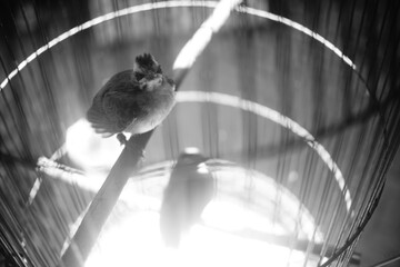 bird in the fountain © 10_