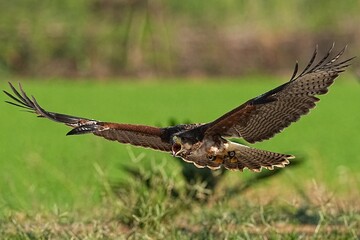 We train Harris falcons to fly in order to take photographs.