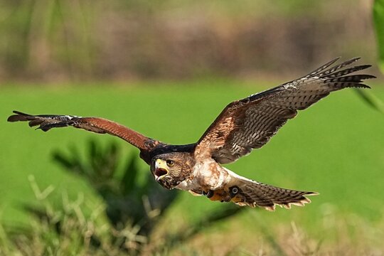We train Harris falcons to fly in order to take photographs.