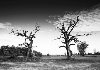 Landscape in the park. Old trees.
