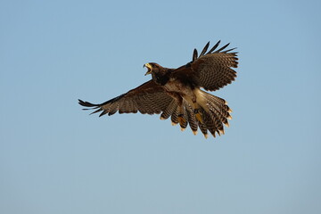 Obraz premium We train Harris falcons to fly in order to take photographs.