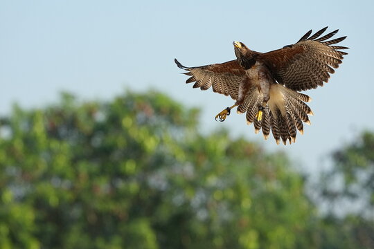 We train Harris falcons to fly in order to take photographs.