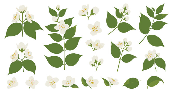 Elegant botanical illustration set featuring white jasmine flowers, unopened buds, and lush green leaves, perfect for spring and summer designs.
