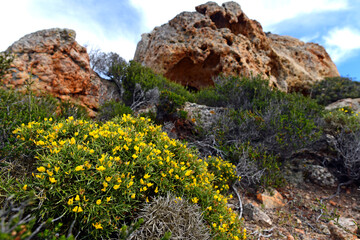 Dorniger Ginster // Thorny broom (Genista acanthoclada) - Milos, Kykladen, Griechenland