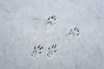 Squirrel tracks visible in fresh snow. Clear animal footprints showing movement patterns of small wildlife in winter, illustrating nature observation, animal behavior, and seasonal ecology