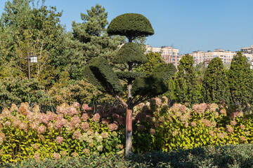 Topiary park with pruned topiary tree Yew Taxus baccata (English yew) with multiple rounded layers, standing tall above bed of blooming hydrangeas. Public city park Krasnodar or Galitsky