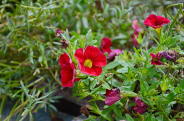 Calibrachoa hybrid Calibrachoa Million Bells Trailing Petunia Mini Petunia