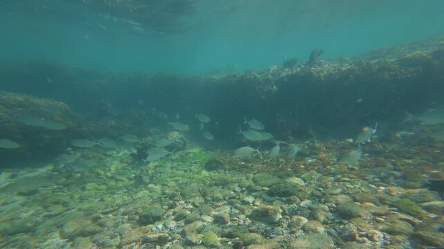 School of spottail grunts swimming over sunlit rocky reef in clear Pacific waters near Tenacatita Beach, Mexico.