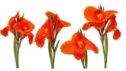 Vibrant orange flowers in full bloom