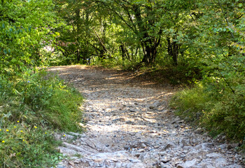 Autumn walks through the autumn forest in the morning in the park of the mountain range