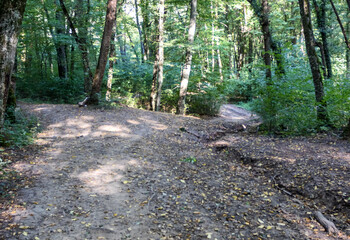 Autumn walks through the autumn forest in the morning in the park of the mountain range