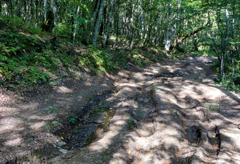 Autumn walks through the autumn forest in the morning in the park of the mountain range