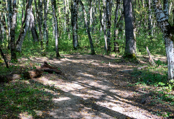 Autumn walks through the autumn forest in the morning in the park of the mountain range