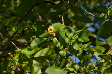 Juvenile yellow-headed amazon feeding in walnut tree