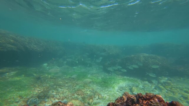 School of spottail grunts swims across shallow coral reef under sunlit surface current near Tenacatita Beach, Pacific Ocean, Mexico