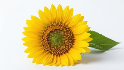 Obraz premium Bright yellow sunflower on white background