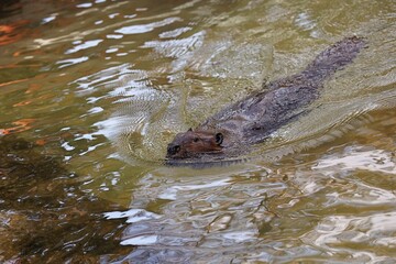 水面から顔を出して泳ぐアメリカビーバー