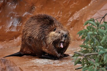 口を開けて舌を出すアメリカビーバー