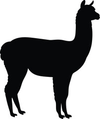 Elegant black profile silhouette of a standing llama ready for various design applications