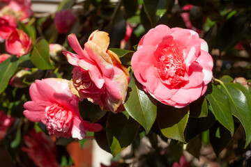 Bl&uuml;hende rosa Rose, Deutschland