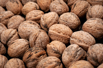 Lots of unpeeled walnuts scattered in an even layer on a flat surface.