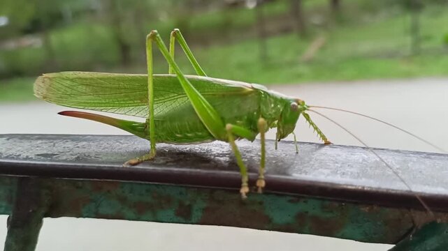 Locusts, acrids - several species of insects of the family of true locusts (Acrididae), capable of forming large swarms (numbering up to hundreds of millions ... similar to a common grasshopper