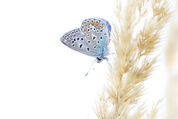 Hauhechelbl&auml;uling