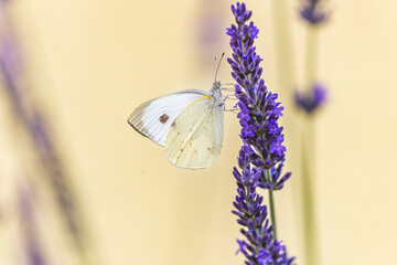 Kleiner Kohlwei&szlig;ling im Lavendel