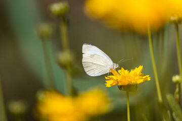 Kleiner Kohlwei&szlig;ling