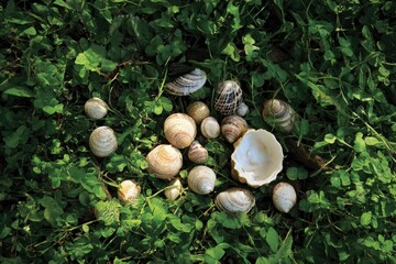 A beautiful collection of natural seashells, showcasing unique patterns and organic textures, rests on vibrant green foliage. This serene composition captures nature's calming aesthetic, ideal for coa