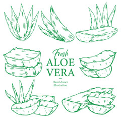 Set of hand drawn fresh and cut Aloe vera outline drawing illustration 