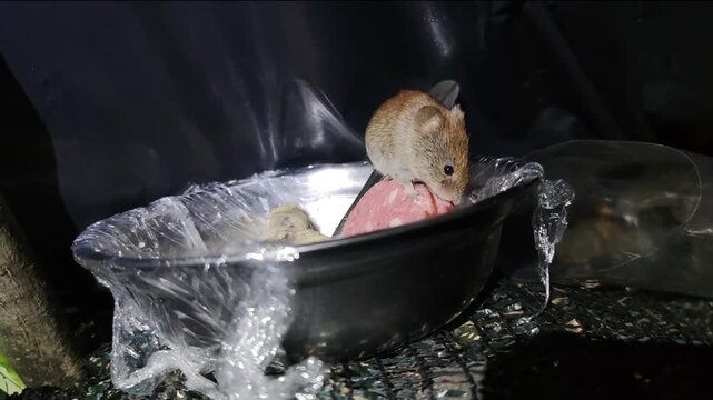 Wild mouse eating sausage inside a plate in a military tent. Concept of unsanitary conditions, health hazard, infectious disease transmission, pest contamination and harsh army field life.