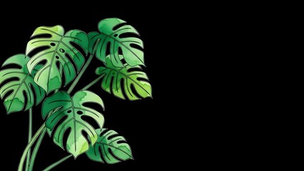 Tropical monstera deliciosa plant with large split leaves on black background for modern interior design and botanical decoration projects.