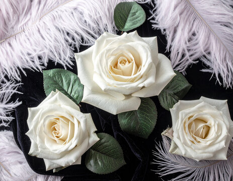 ose petals. Ostrich plumage. Velvet fabric. Background black. Flat lay layout. Branding asset. Wedding design. Stock 2026. Media production. Texture detail. Cosmetics packaging. Content creation. Art