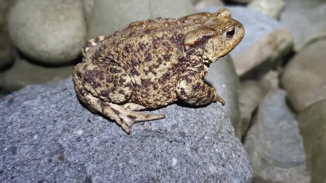 a huge, scary, but beautiful toad sits at night on a pile of stones and waits for mosquitoes and midges, warty skin and golden eyes