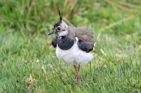 Lapwing fluffed up on grass, close up