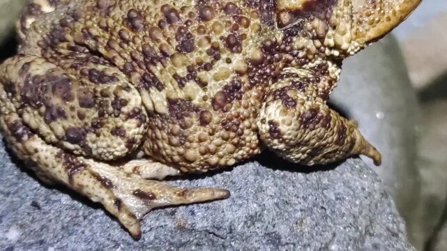 a huge, scary, but beautiful toad sits at night on a pile of stones and waits for mosquitoes and midges, warty skin and golden eyes