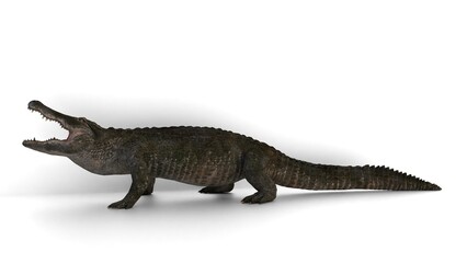 Naklejka premium american alligator on white background