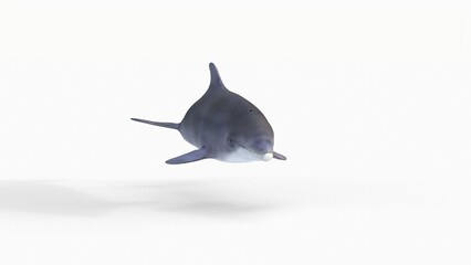 bottlenose dolphin animation