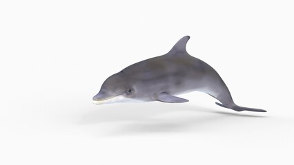 bottlenose dolphin animation